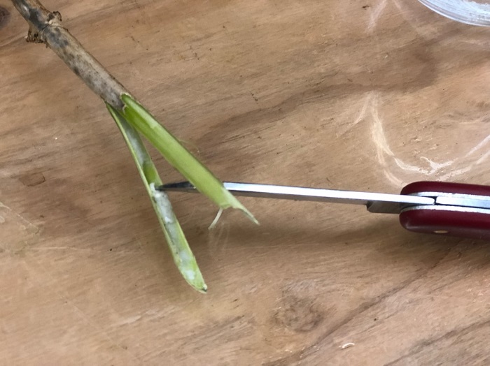 中綿を取るのをお忘れなく／無断転載禁止 （C）コクハク