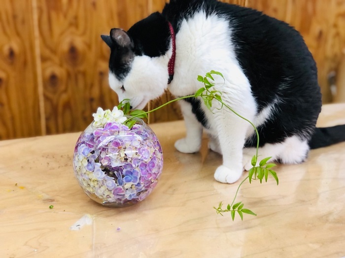 メッチャ綺麗だよな〜 ワシも好きやで　byさぶ店長／無断転載禁止 （C）コクハク