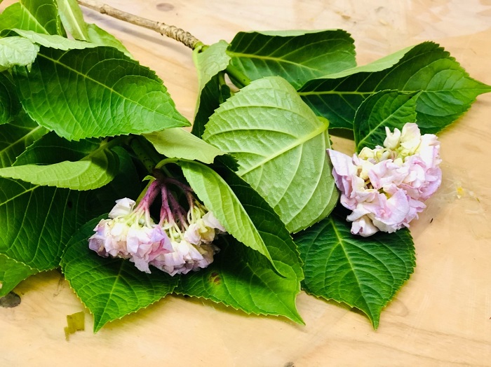 こんなにグッタリだけどマジでシャキーンになります／無断転載禁止 （C）コクハク