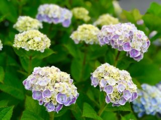【保存版】梅雨のお楽しみ♪ アジサイの切り花を“愛で尽くす”テクニック