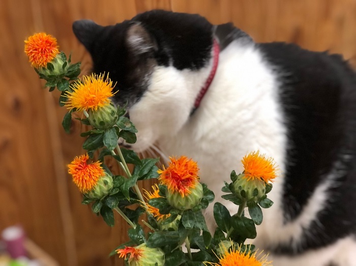 ベニバナのトゲトゲが気持ちいいわ〜　byさぶ店長／無断転載禁止 （C）コクハク