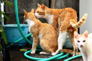 お呼びじゃない？ “たまたま”の胸キュンシーンにひょっこり 