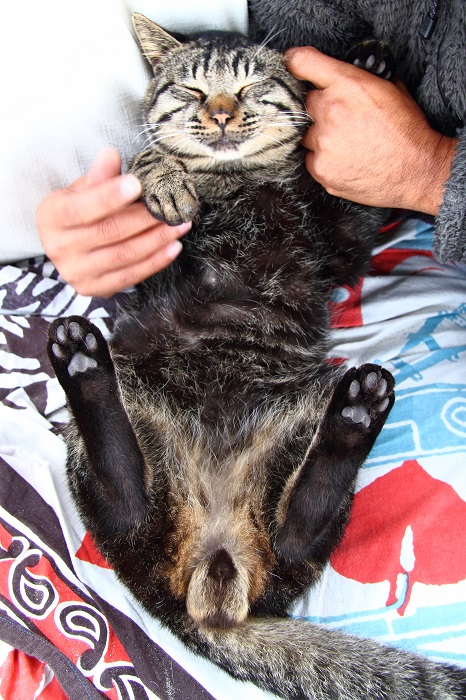 （写真:芳澤ルミ子）