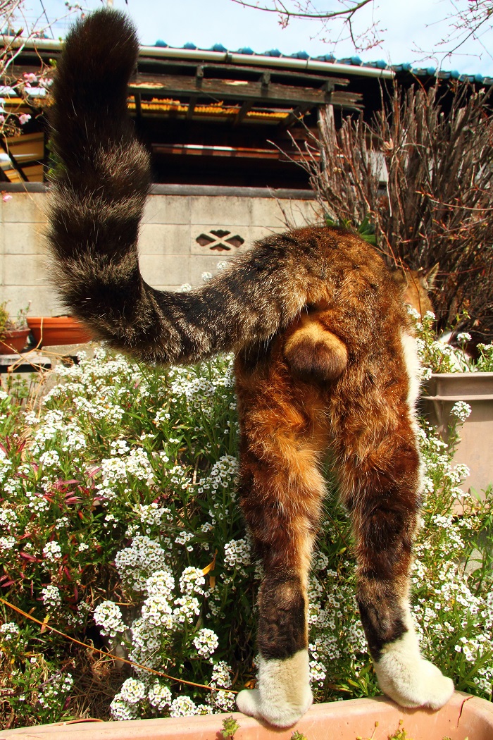 （写真:芳澤ルミ子）