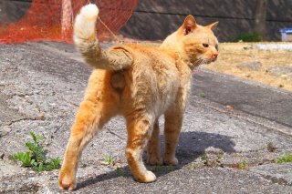 「俺んとこ、こないか」“たまたま”のクールな流し目にキュン