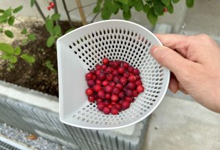 自宅で収穫したジューンベリーでジャム作り 2023.6.20（火）