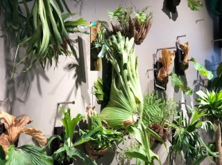 マジで嬉しい観葉植物ブーム！「バイオフィリア」から学ぶ新しい生活