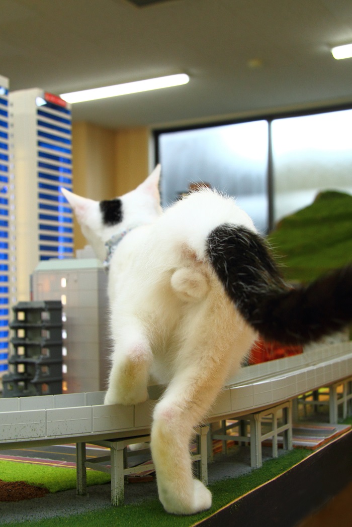 （写真:芳澤ルミ子）