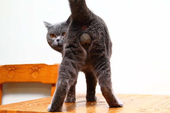 （写真:芳澤ルミ子）