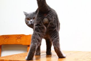 超貴重!ブリティッシュショートヘアの“たまたま”に完全降伏