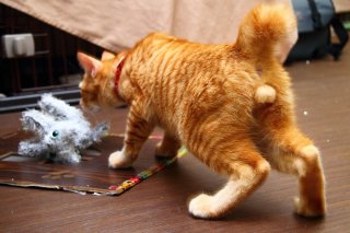 ぬいぐるみと格闘中！「ジオラマ食堂」のやんちゃ“たまたま”