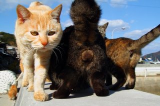 “たまたま”探しの猫旅へ！素敵な「ねこの島」が見つかるかも