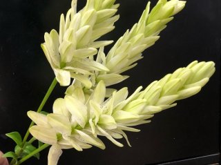 ユリ好きな花屋もなんじゃこりゃ！香り・デカい・花粉を克服した新種たち