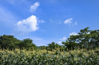 あるべき世界が戻ってきた 夏はすぐそこに 2023.7.10(月)