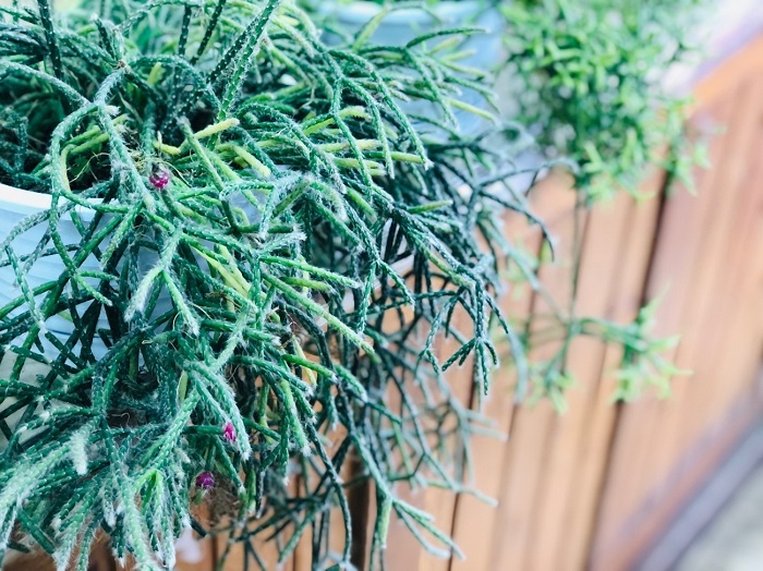 今回は残念ながらさぶ店長の写真はお休みです、元気ですが。by平社員／無断転載禁止 （C）コクハク