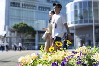 真夏を彩る花 2023.7.28（金）