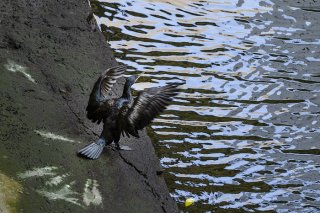 都会の真ん中の運河、聞こえてきたのは… 2023.7.31（月）