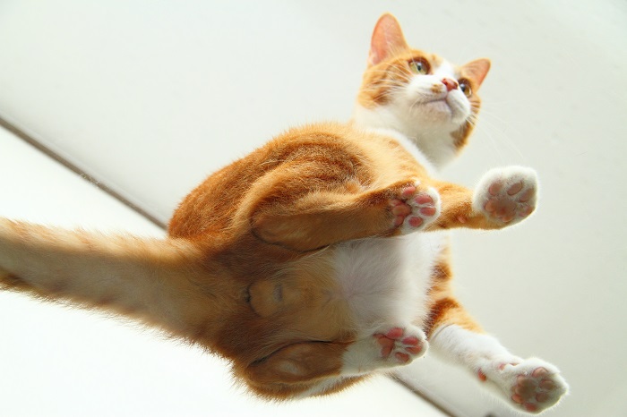 （写真:芳澤ルミ子）