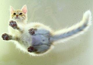 絶景！ガラステーブルの下は“たまたま”も肉球も見放題の天国