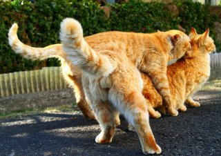 ハラハラドキドキ☆ “たまたま”の恋のバトルの瞬間をパチリ