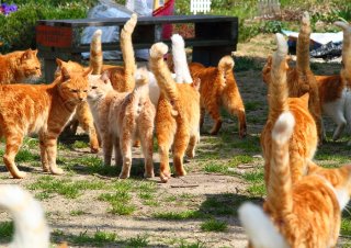 華やか！ チャトラ軍団のウキウキ上機嫌“たまたま”が大集合