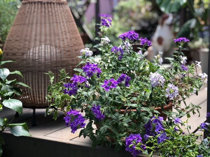 花屋のお向かいさんのお得意様宅にて／無断転載禁止（C）コクハク