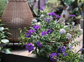 灼熱の真夏「水やりのタイミング」正解は？間違いだらけの植物生活の答え