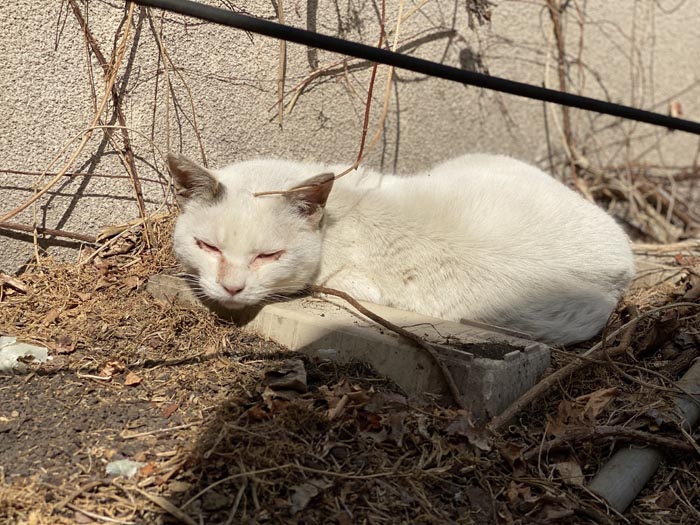 硬くて冷たいブロックを枕に眠る。過酷な野良猫の暮らしぶりを垣間見た