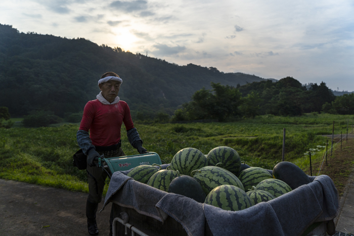 朝日を浴びた朝採りすいか