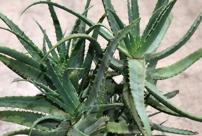 深夜の花市場で怪しく盗撮　巨大キダチアロエ／無断転載禁止（C）コクハク