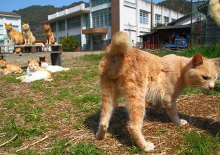 人間界では廃止だけど…元気な“たまたま”たちの夏の登校日