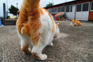 兄貴に挨拶しなきゃ…ビビりなシンメトリー“たまたま”を激写