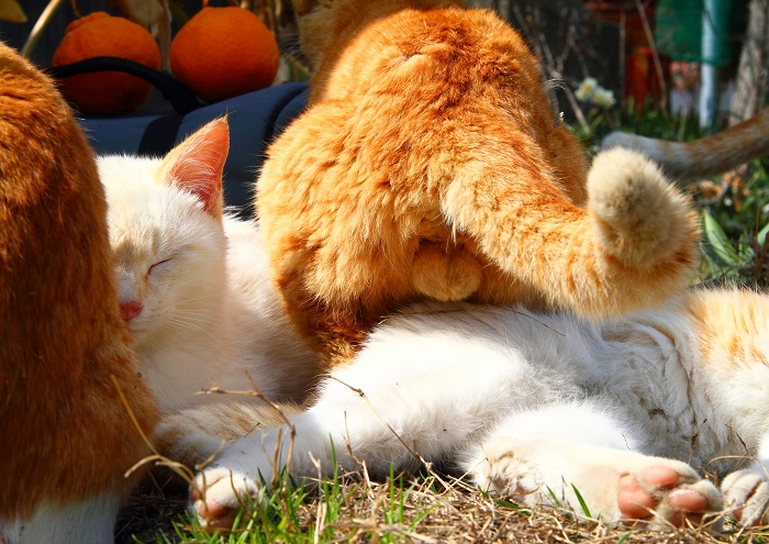 （写真:芳澤ルミ子）