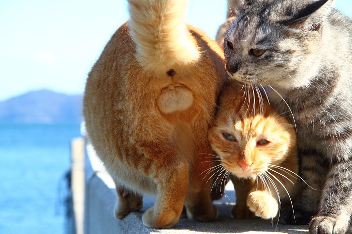 （写真:芳澤ルミ子）