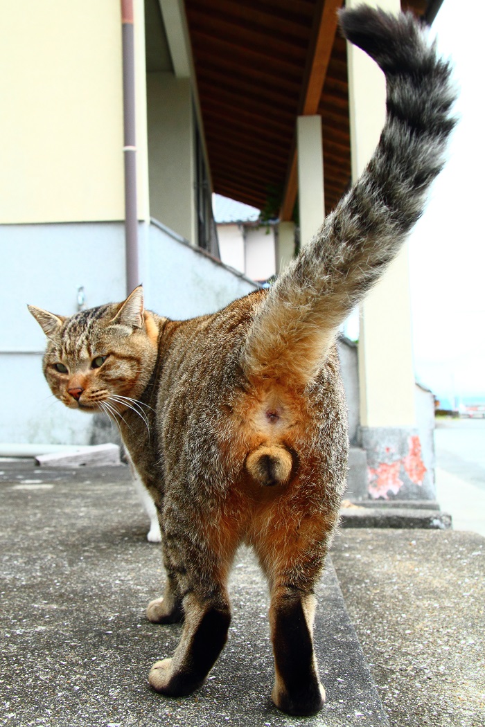 （写真:芳澤ルミ子）