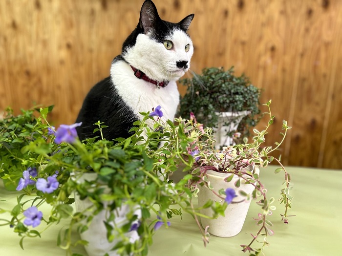ワシの肉球が火傷するから昼間のパトロールは無理や　byさぶ店長／無断転載禁止（C）コクハク