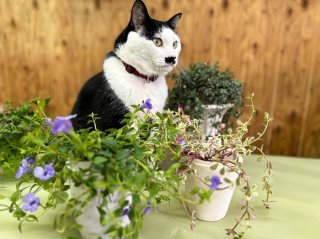 屋外の鉢植え植物をレスキュー！灼熱地獄から守る「正しい置き場所」は？