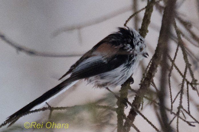 ワイルドだけどね（Ｃ）小原玲