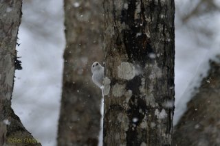 落ち込んだらシーラカンスのことを考えるといいかもしれない