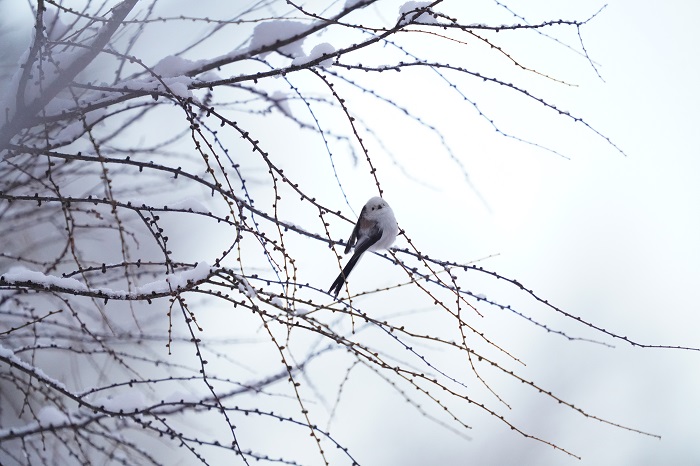 伝えてみればいいのに（Ｃ）小原玲