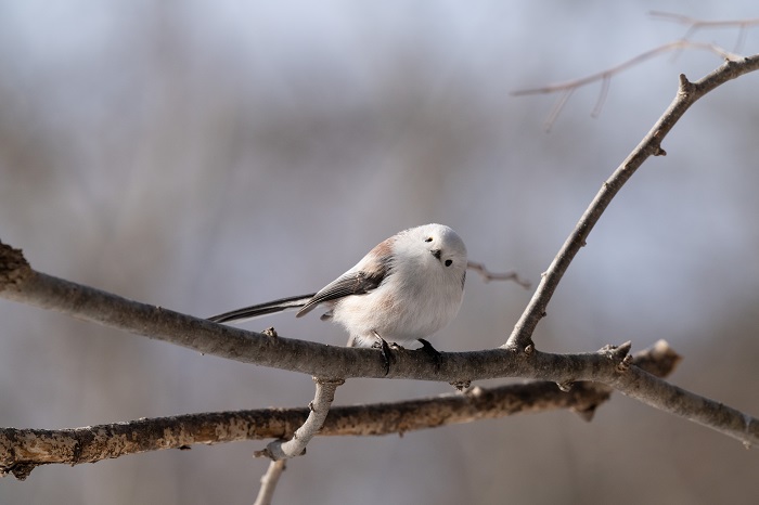 新年ですな！（Ｃ）小原玲