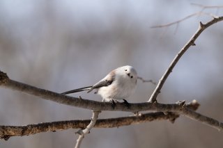 年が明けたところで 正直なんも変わらないけれど…