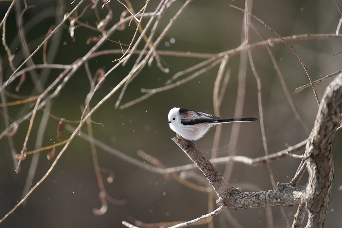 あ、みつけた！（Ｃ）小原玲