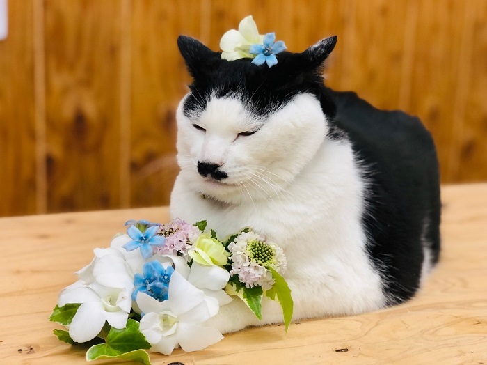 毎日泣いているお客様に、ワシのお腹を触らせてあげるんじゃ　byさぶ店長／無断転載禁止（C）コクハク