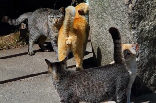 お互いに気配りしつつ…フェロモンの上書きをする“たまたま”