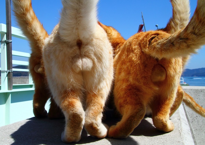 （写真:芳澤ルミ子）