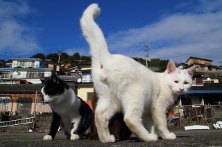 カメラマンの珠玉の1枚！台風一過の純白“たまたま”を見て♡
