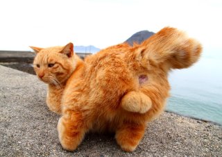 猫が優勝！ 鹿との“たまたま”脳内対決で「奇跡的可愛さ」を実感した報告