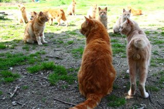 猫のたまり場でパチリ！ 憧れの茶トラ兄貴の立派な“たまたま”