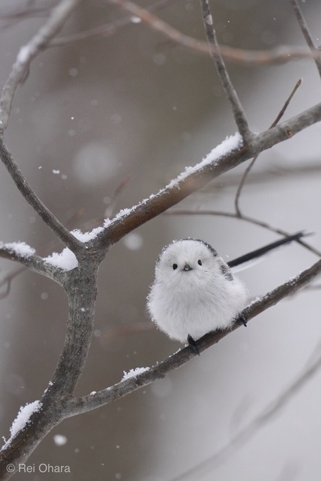 みんな昔は子どもだったよ？（Ｃ）小原玲